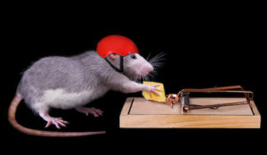 Rodentia 3D - Rat